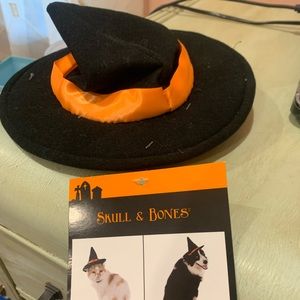 Dog or cat witches hat